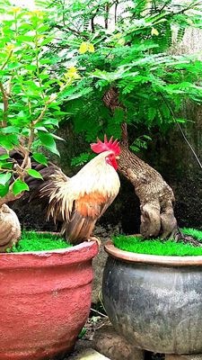 Gà thái. Mua bán Gà tại Thành phố Thủ Dầu Một Bình Dương được đăng bởi Quốc Bảo 