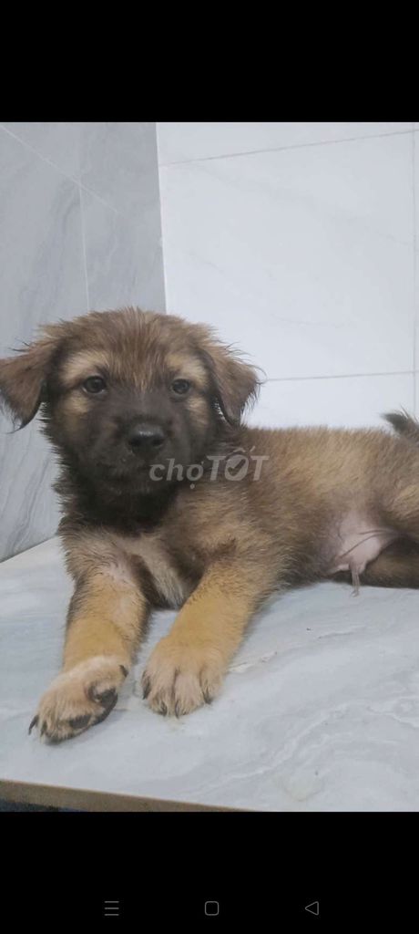 Chó Becgie Đức F giống to chuyên canh nhà. Mua bán Chó tại Quận 6 Tp Hồ Chí Minh được đăng bởi Tăng Chí Lương  hình 1