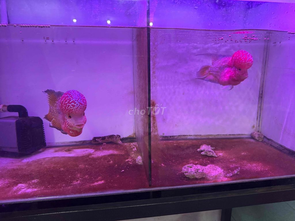 bán hồ và cá lahán kamfa f3. Mua bán Thú cưng khác tại Quận Bình Tân Tp Hồ Chí Minh được đăng bởi Nhatdungiphone hình 1