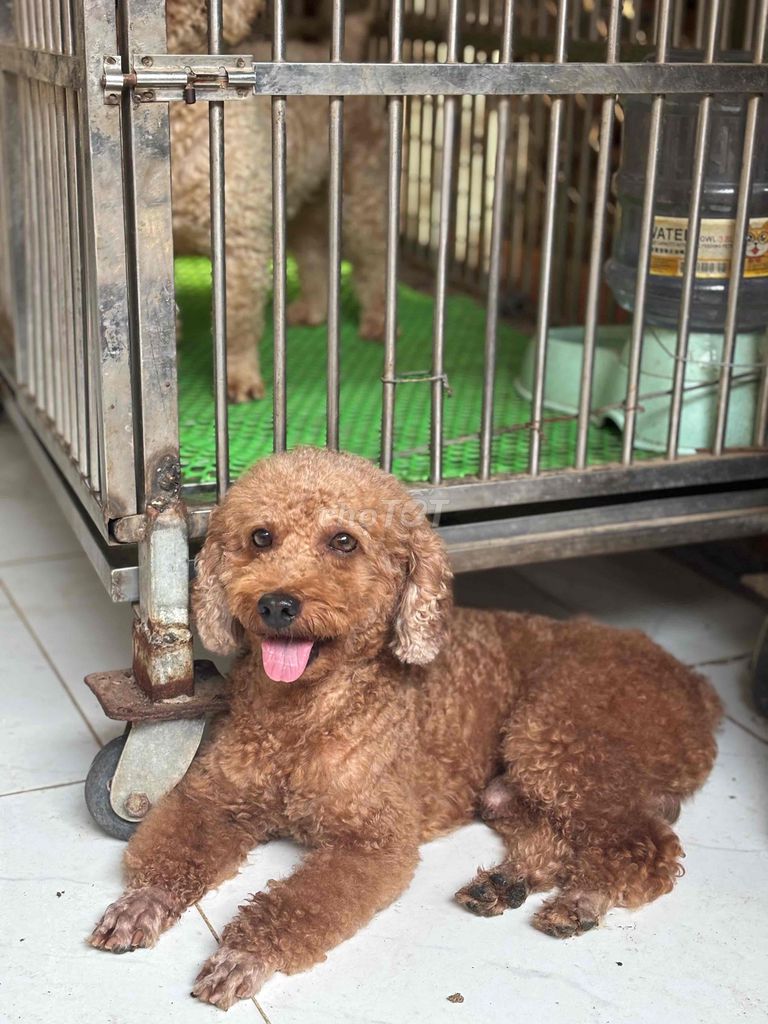 Chó Poodle đực hơn 3 tuổi màu Nâu. Mua bán Chó tại Huyện Châu Thành Tây Ninh được đăng bởi Ngà Nguyễn Thị Ngọc hình 3