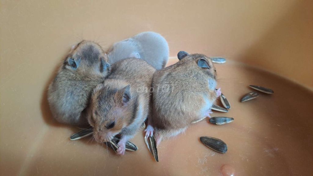 4 chuột hamster + 5kg gỗ thơm