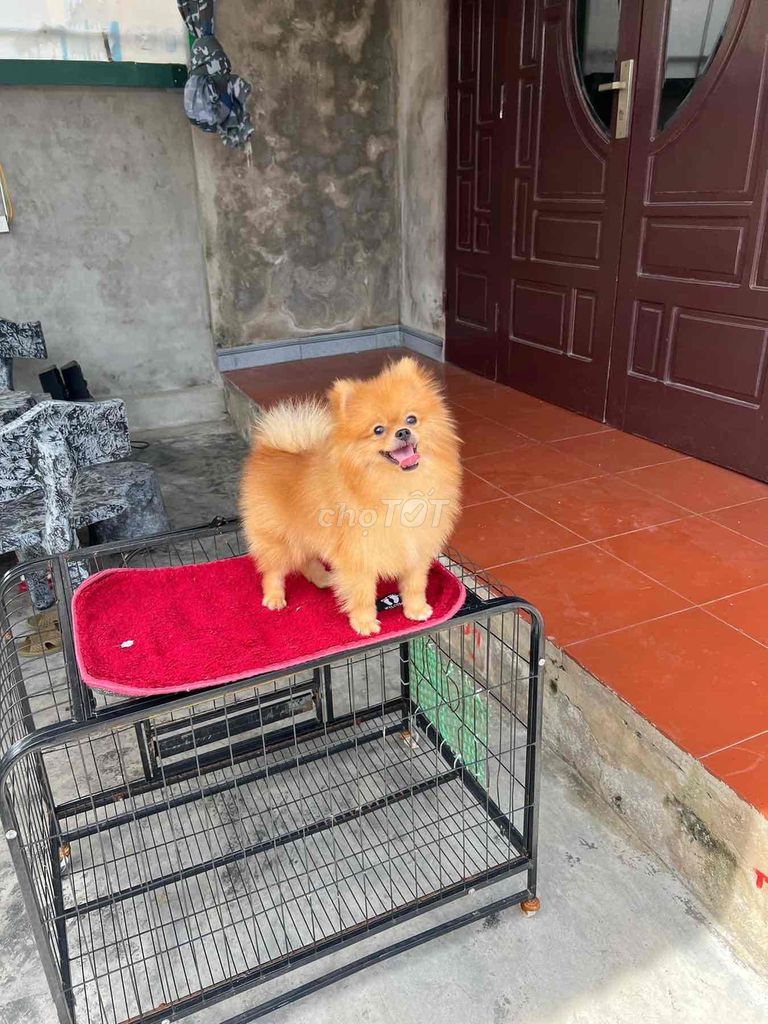 pom Thái chuẩn size mini pom ngắn ( đực)