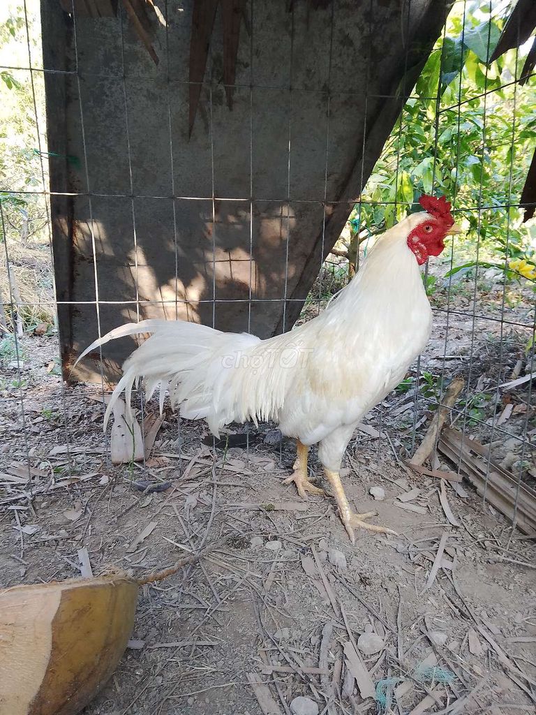 Gà tơ Trắng 2.1 kg. Mua bán Gà tại Huyện U Minh Cà Mau được đăng bởi ut  hình 1