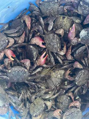 Bán BA khía Sống. Mua bán Đồ ăn, thực phẩm và các loại khác tại Quận Bình Tân Tp Hồ Chí Minh được đăng bởi Tăng Hoàng Nam 