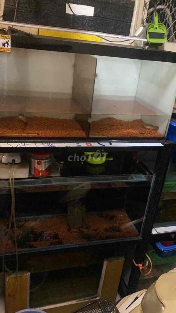 dàn hồ cá. Mua bán Phụ kiện, Thức ăn, Dịch vụ tại Quận 12 Tp Hồ Chí Minh được đăng bởi dien thoai nguoi dung hình 1