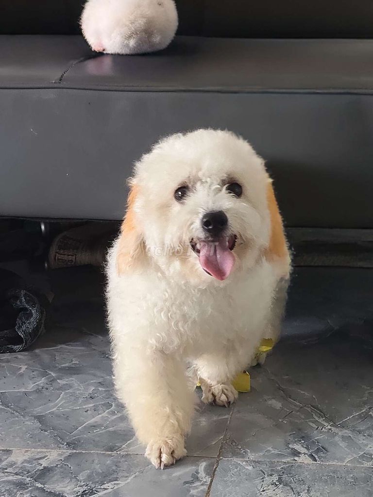 Chó Poodle Trắng kem. Mua bán Chó tại Huyện Nhơn Trạch Đồng Nai được đăng bởi Giang Võ hình 1