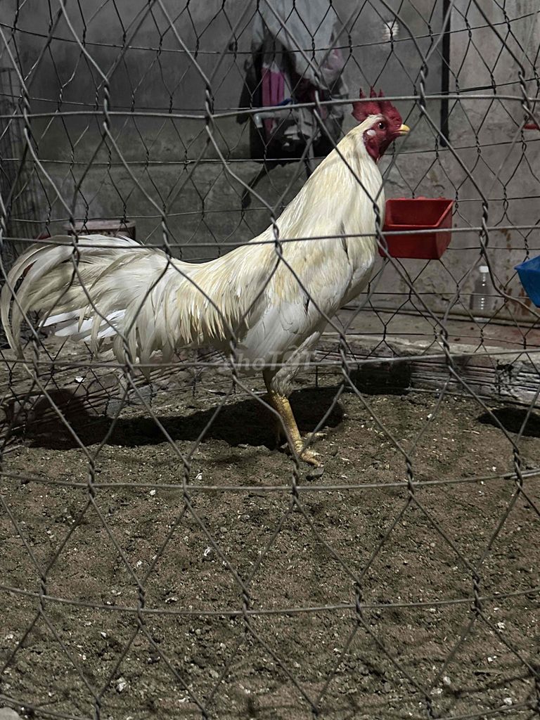 Gà chọi trống 3kg. Mua bán Gà tại Huyện Gò Công Tây Tiền Giang được đăng bởi Nhứt  hình 1