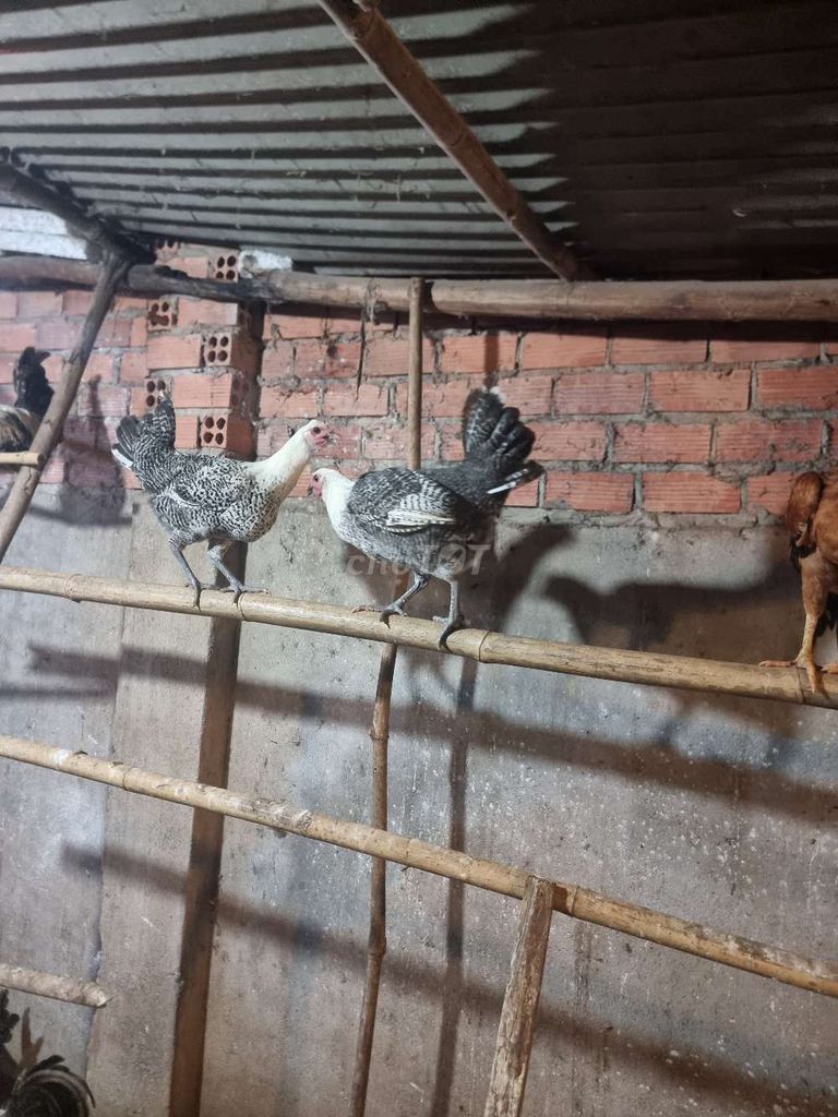 Gà Ai Cập nuôi đẻ. Mua bán Gà tại Huyện Vĩnh Cửu Đồng Nai được đăng bởi Trần Phước hình 1