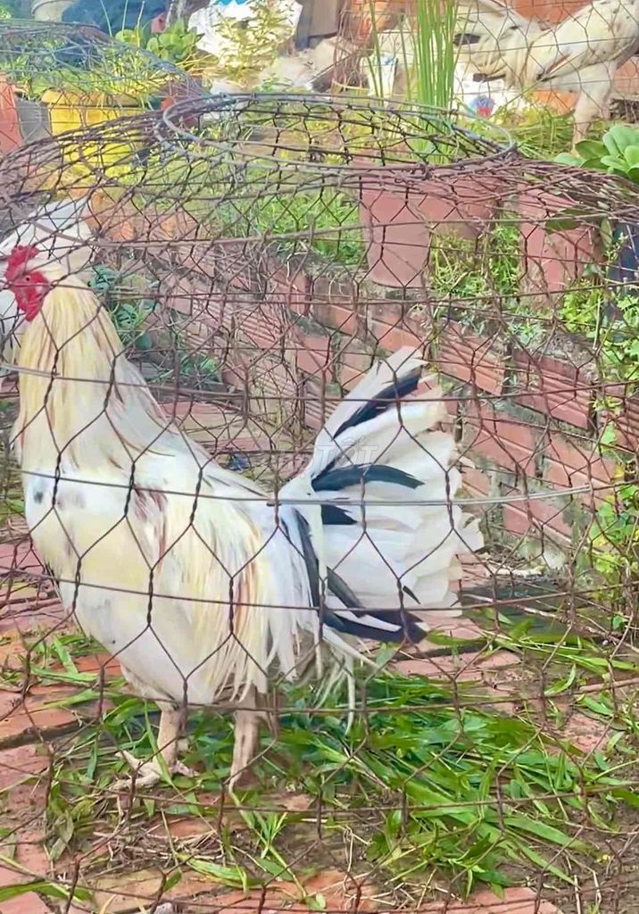 GÀ ĐÁ CỰA TRÒN. Mua bán Gà tại Huyện Mang Thít Vĩnh Long được đăng bởi Nam hình 1