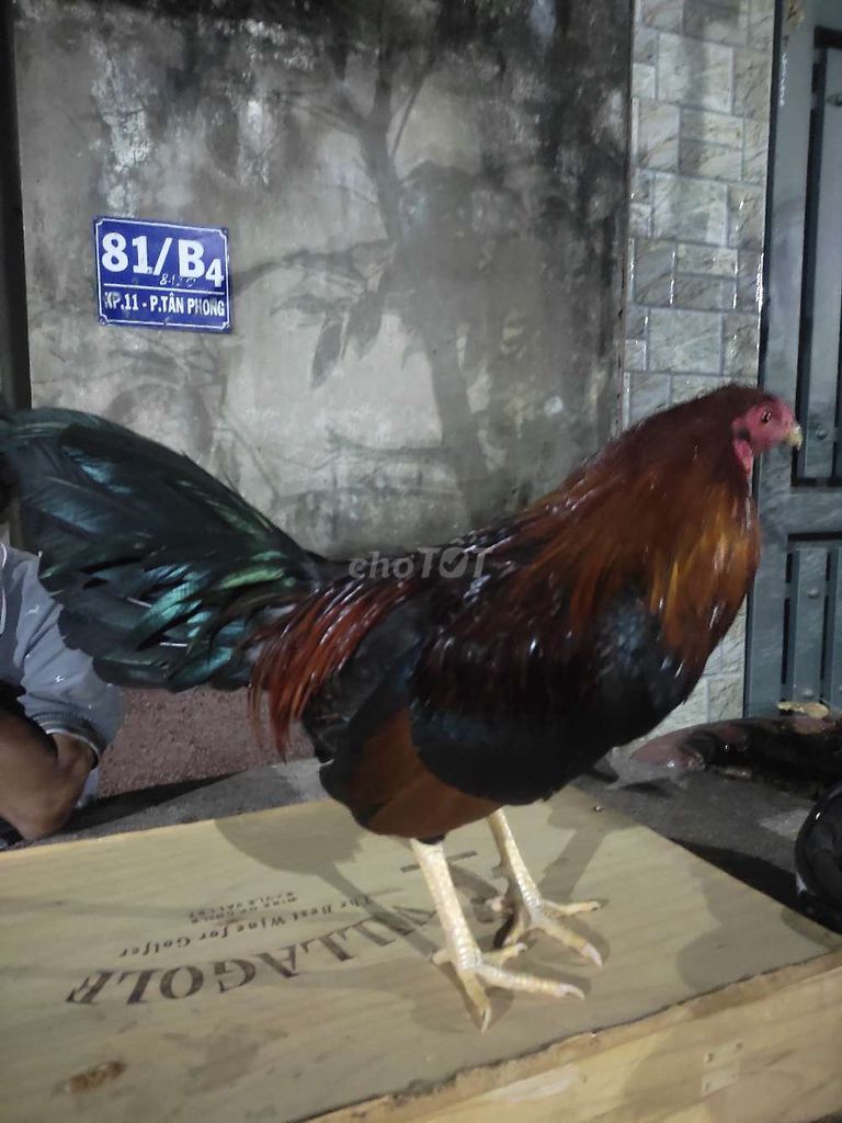 Gà trống Điều chân vàng 15 tháng. Mua bán Gà tại Thành phố Biên Hòa Đồng Nai được đăng bởi yêu lông vũ hình 1