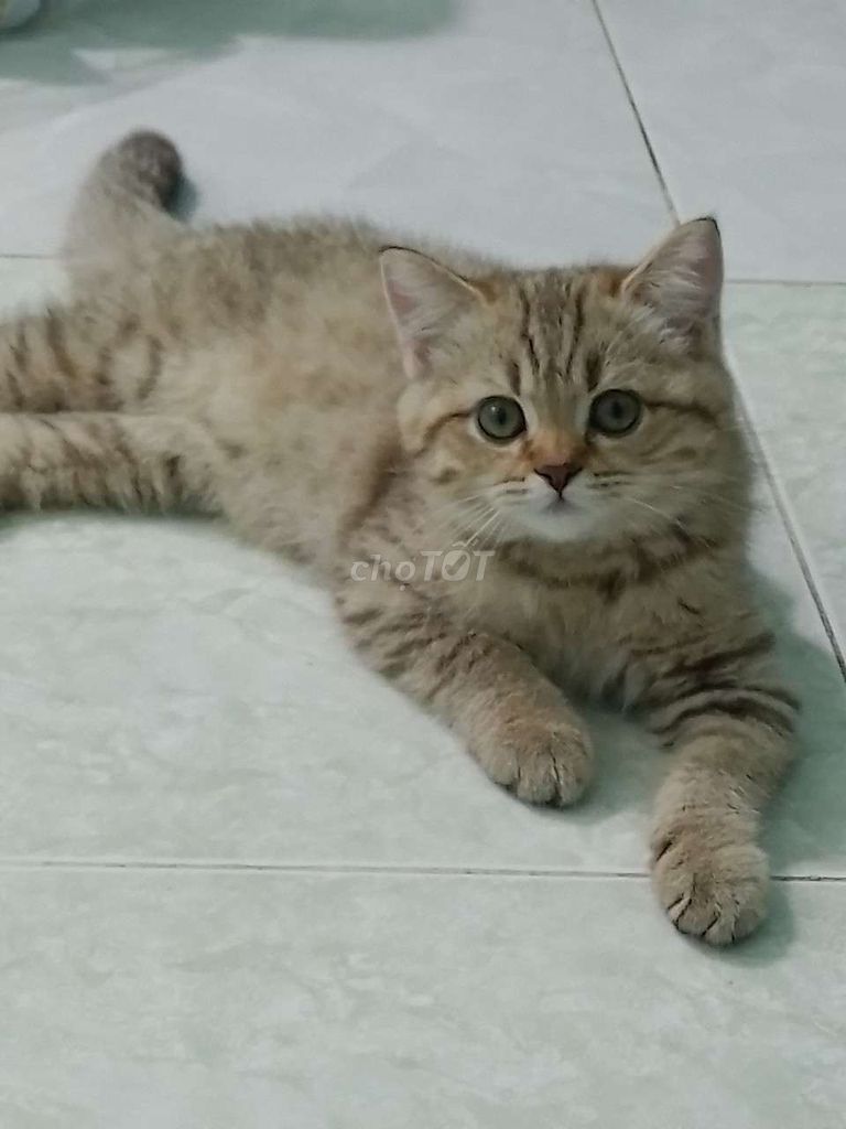 Mèo Anh lông vàng 6 tháng. Mua bán Mèo tại Quận 10 Tp Hồ Chí Minh được đăng bởi Nguyễn thiện thiên quang hình 1