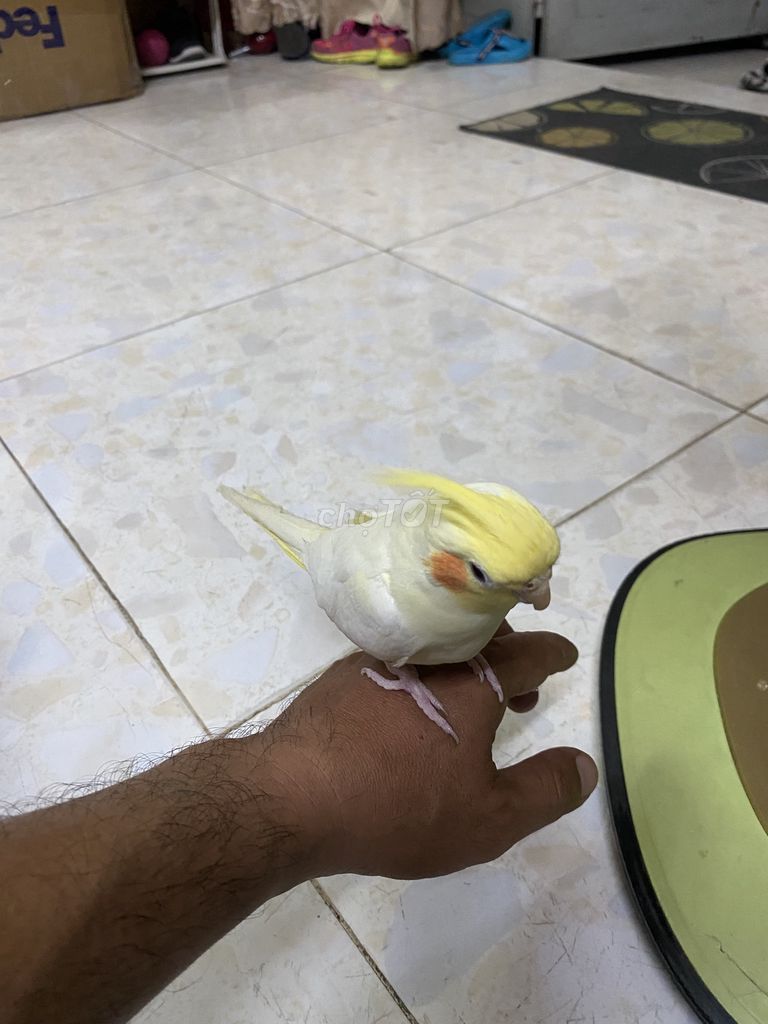 Vẹt cockatiel