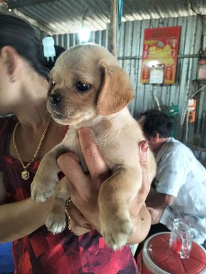 Chó Phốc lai Pug Nâu vàng