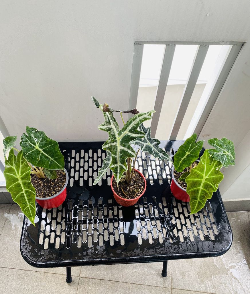 COMBO 3 CHẬU KIỂNG LÁ VẨY RỒNG. Mua bán Cây cảnh, đồ trang trí tại Quận Bình Tân Tp Hồ Chí Minh được đăng bởi Henry Garden hình 1