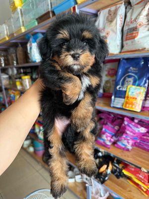 Bầy cún Poodle F1 siêu cute. Mua bán Chó tại Thành phố Buôn Ma Thuột Đắk Lắk được đăng bởi Khoa