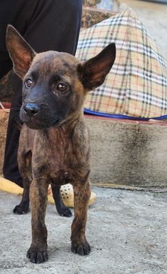 Chó con Phú Quốc Xoáy Kiếm Đốm Lưỡi Tai Dựng