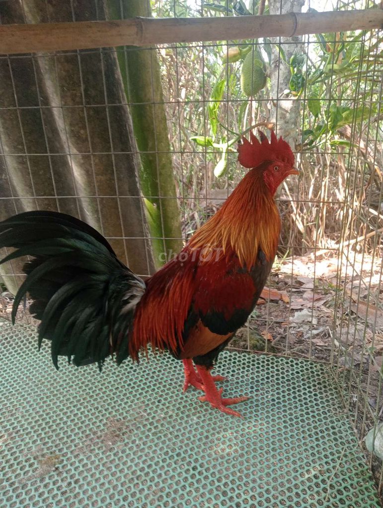 Gà tơ màu Đỏ, đen, xanh. Mua bán Gà tại Quận Cái Răng Cần Thơ được đăng bởi Nhân hình 1