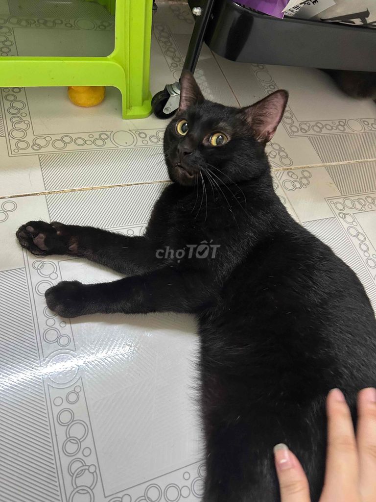 Mèo cái và đực. Mua bán Mèo tại Quận Tân Phú Tp Hồ Chí Minh được đăng bởi Trà Như Ý hình 1