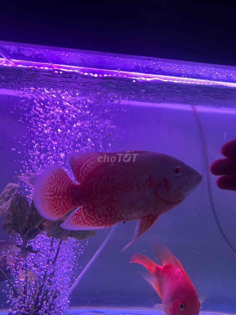Cá tây tượng phi tiger 4n5 li. Mua bán Thú cưng khác tại Thành phố Biên Hòa Đồng Nai được đăng bởi hoang gia hình 1