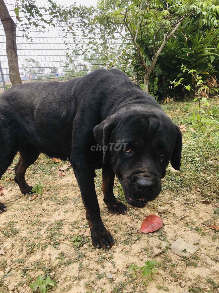 Cần tìm chủ mới. Mua bán Chó tại Huyện Việt Yên Bắc Giang được đăng bởi Nguyễn Đức Giang hình 3