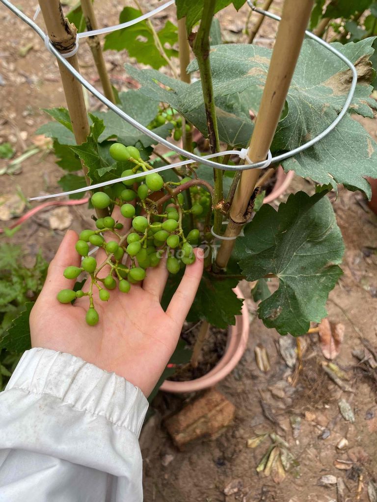 Cây giống Nho sữa đang quả. Mua bán Đồ chuyên dụng, Giống nuôi trồng tại Huyện Sông Lô Vĩnh Phúc được đăng bởi Nhà vườn Ngọc Trang hình 1