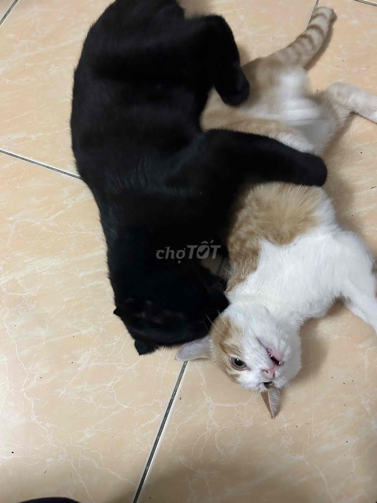 Mèo ALN tai cụp màu đen, thuần chủng 8 tháng tuổi