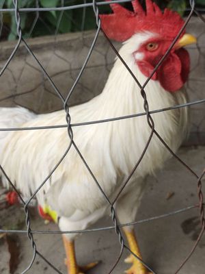 Gà úa. Mua bán Gà tại Huyện Chợ Mới An Giang được đăng bởi Huỳnh Phú Cường