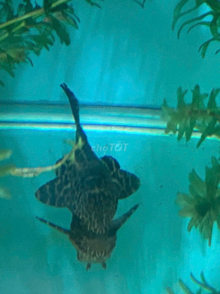 Chùi hồ beo. Mua bán Thú cưng khác tại Quận Liên Chiểu Đà Nẵng được đăng bởi Thanh Nga  hình 1