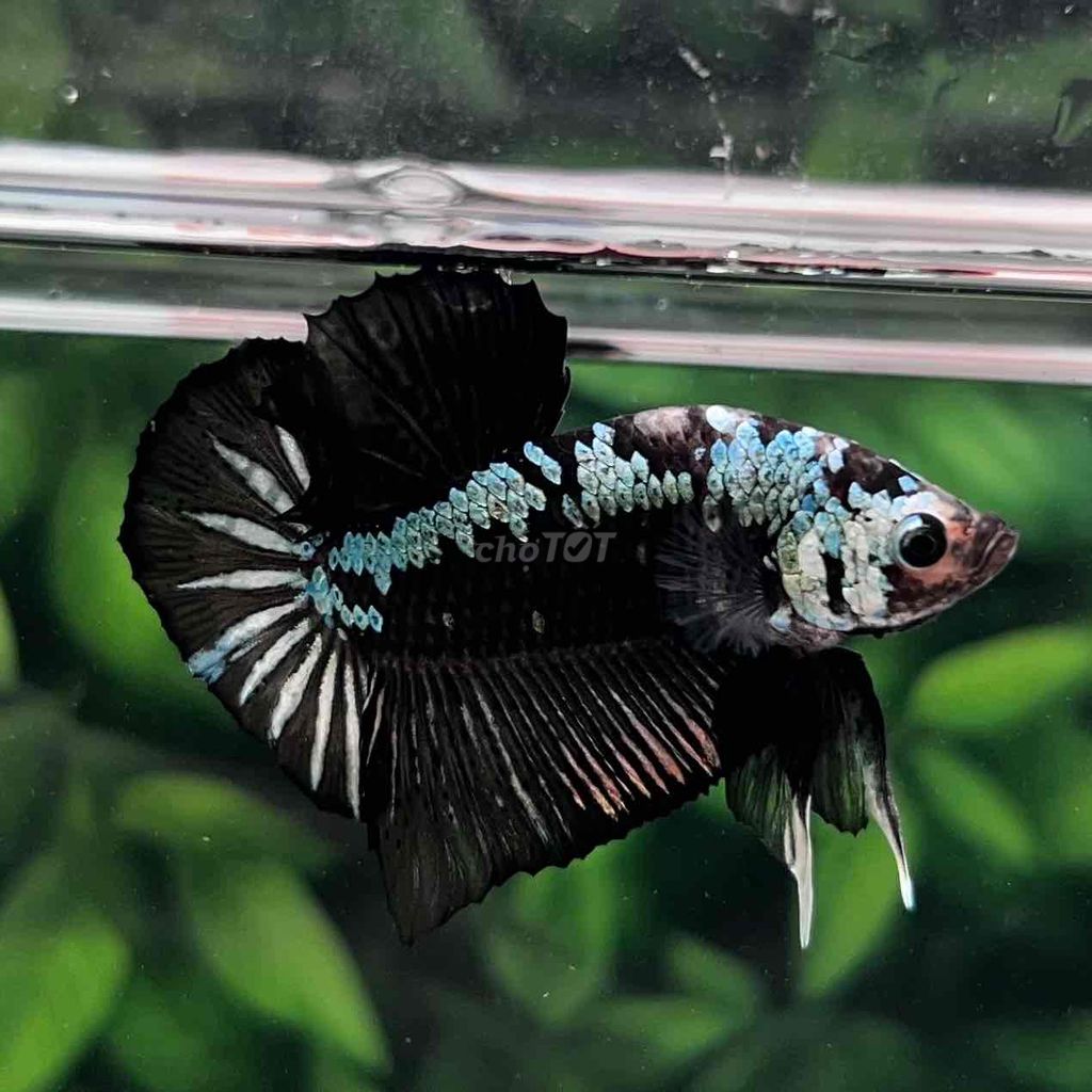Cá Betta Samurai Đen Form Gắc. Mua bán Thú cưng khác tại Huyện Hóc Môn Tp Hồ Chí Minh được đăng bởi Cậu Ba Betta  hình 2