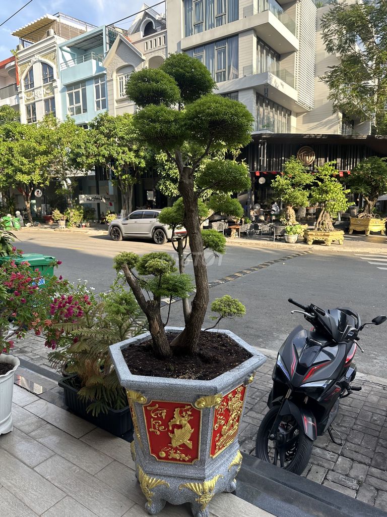 Cây cảnh mai chiếu thuỷ bonsai giá rẻ. Mua bán Cây cảnh, đồ trang trí tại Quận 7 Tp Hồ Chí Minh được đăng bởi dong hình 7