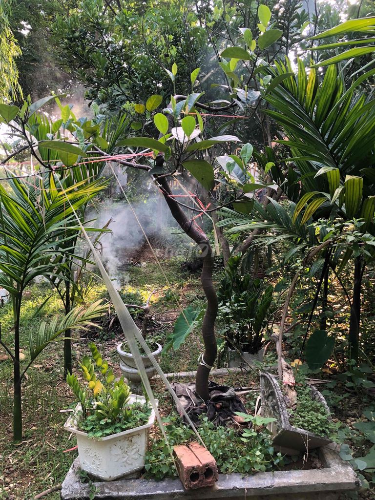 Mít dai đã bói quả. Mua bán Cây cảnh, đồ trang trí tại Huyện Sông Lô Vĩnh Phúc được đăng bởi Lê Quang Tĩnh hình 1
