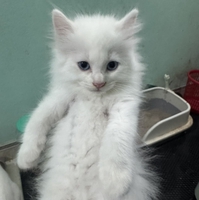 mèo cảnh bắc ninh