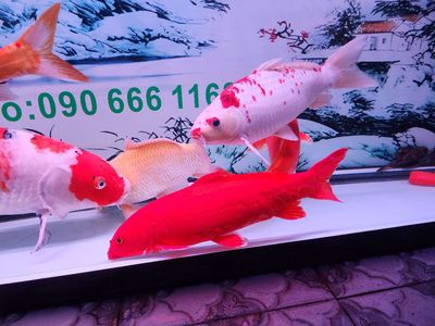 Cá koi f1 tuyển chọn kỉ. Mua bán Thú cưng khác tại Quận Bình Tân Tp Hồ Chí Minh được đăng bởi Lê Mạnh Phúc