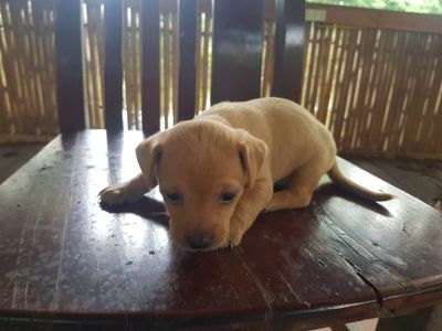 BÁN CHÓ CON GIỐNG KOKONI. Mua bán Chó tại Quận Long Biên Hà Nội được đăng bởi Nguyễn Đức