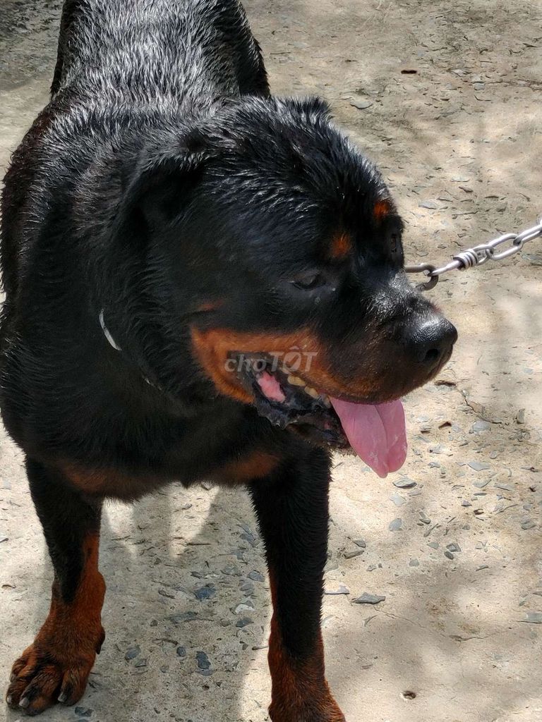 Giấy Vka Đầy Đủ. Mua bán Chó tại Quận 12 Tp Hồ Chí Minh được đăng bởi Nhân Rottweiler  hình 2