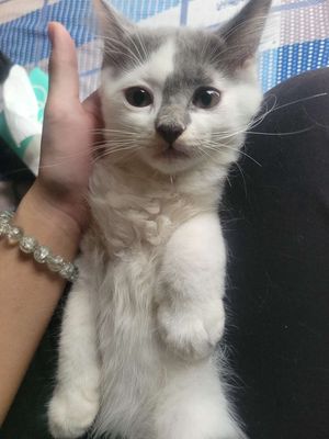Mèo con dưới 3th tuổi , có hình ba mẹ. Mua bán Mèo tại Quận Gò Vấp Tp Hồ Chí Minh được đăng bởi Nguyễn Anh Thư 