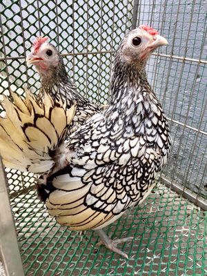 Cặp vảy cá mái. Mua bán Gà tại Huyện Thanh Trì Hà Nội được đăng bởi Lan