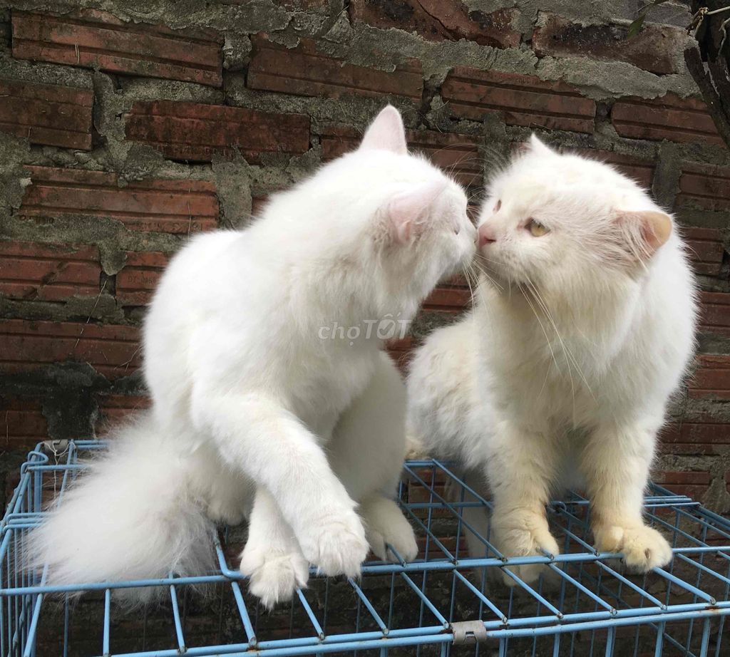 Mèo Anh lông dài trắng và khoang, thuần chủng