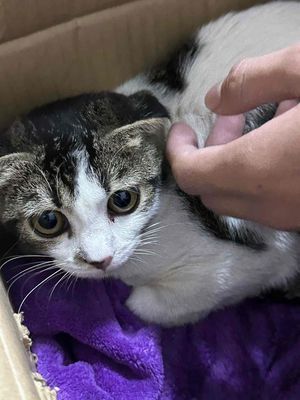 Pass Bé mèo tai cụp. Mua bán Mèo tại Huyện Long Điền Bà Rịa - Vũng Tàu được đăng bởi Tên chưa cung cấp