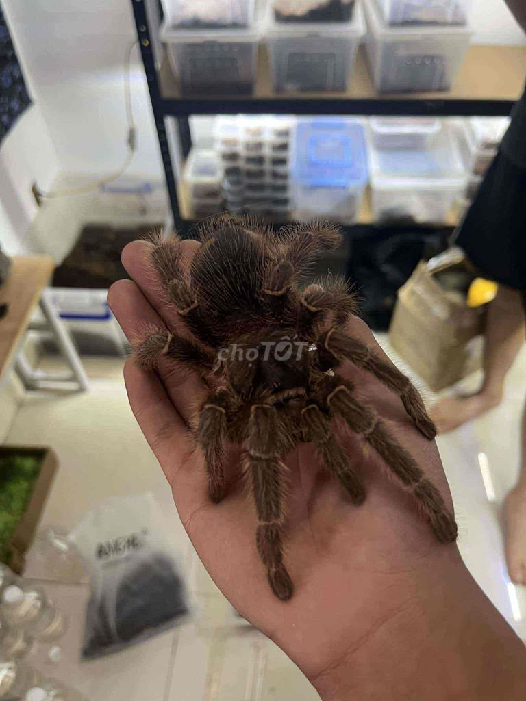 Nhện cảnh Grammostola Nam Mỹ. Mua bán Thú cưng khác tại Quận Hải An Hải Phòng được đăng bởi Tên chưa cung cấp hình 1