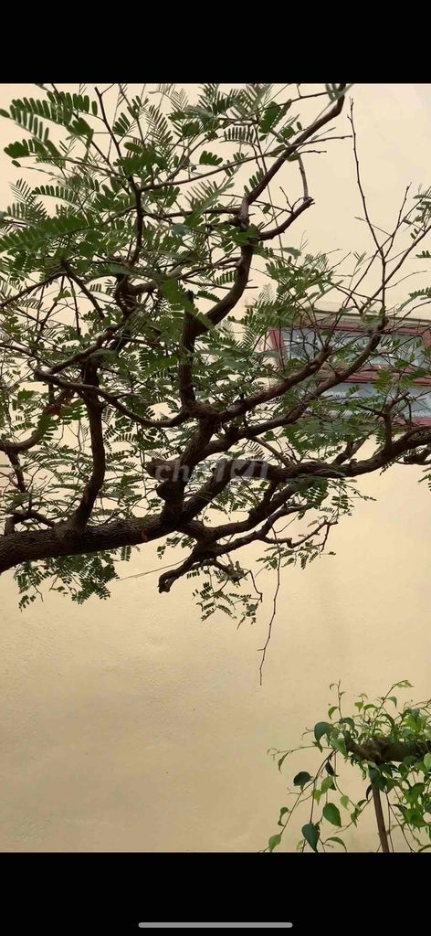 Cây cảnh Me chua Cốt chậu. Mua bán Cây cảnh, đồ trang trí tại Huyện Tiên Lãng Hải Phòng được đăng bởi Lê Đức toản  hình 1