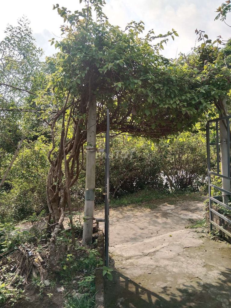 Cổng hoa giấy Cây hoa giấy Yếu. Mua bán Cây cảnh, đồ trang trí tại Huyện Đại Lộc Quảng Nam được đăng bởi Phan Van binh  hình 1