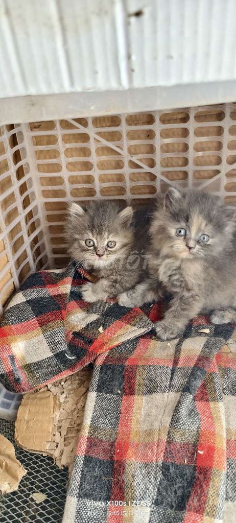 Mèo Ba Tư lai ALN nhiều màu. Mua bán Mèo tại Thành phố Bắc Ninh Bắc Ninh được đăng bởi HVM hình 6