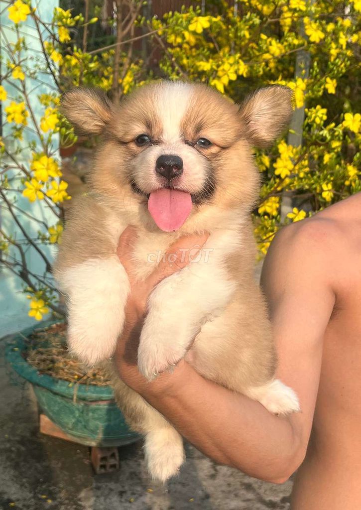Chó Corgi cặp đực-cái 1.5 tháng. Mua bán Chó tại Huyện Bình Chánh Tp Hồ Chí Minh được đăng bởi trantran hình 1