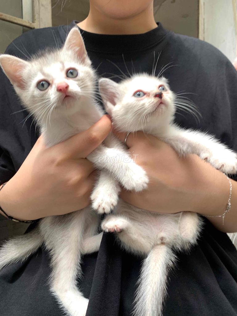 Mèo ALN lai Tai cụp nhiều màu. Mua bán Mèo tại Huyện Gia Lâm Hà Nội được đăng bởi Thái an Đỗ hình 1