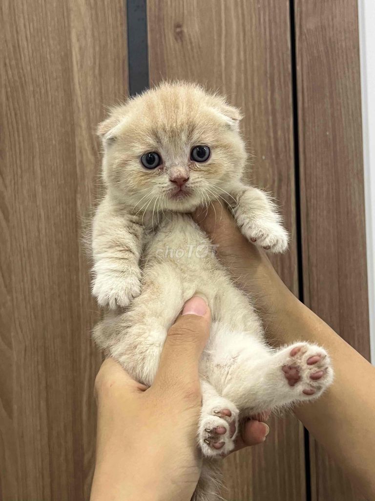 Mèo aln với ald có chân lùn. Mua bán Mèo tại Quận 12 Tp Hồ Chí Minh được đăng bởi Chấn Kiệt hình 1