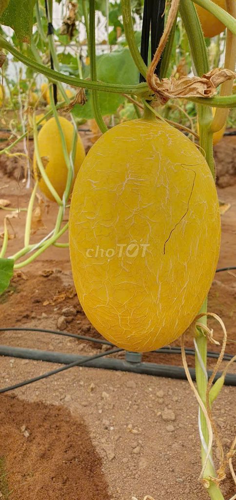 [Bán sỉ] 400kg Dưa lưới Huỳnh Long 1-1.2kg/trái. Mua bán Đồ ăn, thực phẩm và các loại khác tại Quận Bình Thạnh Tp Hồ Chí Minh được đăng bởi Dưa Lưới LiFarm hình 3