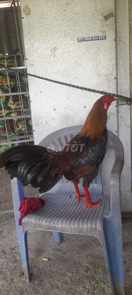 Gà Đực 2.3kg mã lại . Mua bán Gà tại Huyện Phong Điền Cần Thơ được đăng bởi Gà tre mẽ hình 1