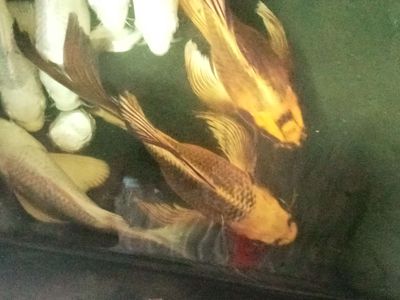Chép sư tử sp short. Mua bán Thú cưng khác tại Thành phố Dĩ An Bình Dương được đăng bởi quân
