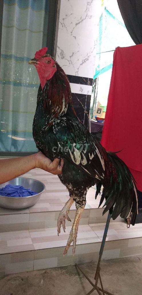 Gà bông 3kg5, gà mùa lở trạng khủng